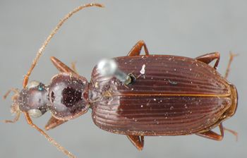 Media type: image;   Entomology 33019 Aspect: habitus dorsal view
